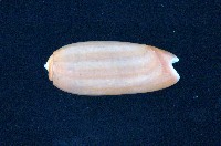 藏品(蠟燭榧螺)的圖片